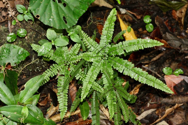 Hemionitis adiantopsis