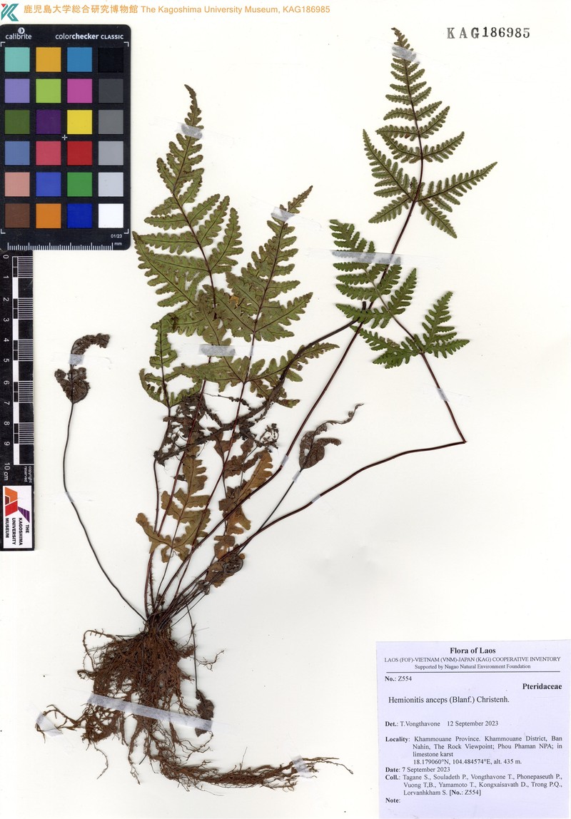 Hemionitis anceps