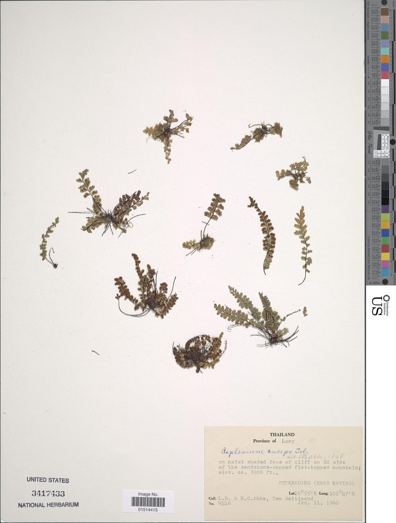 Hemionitis anceps photo 2