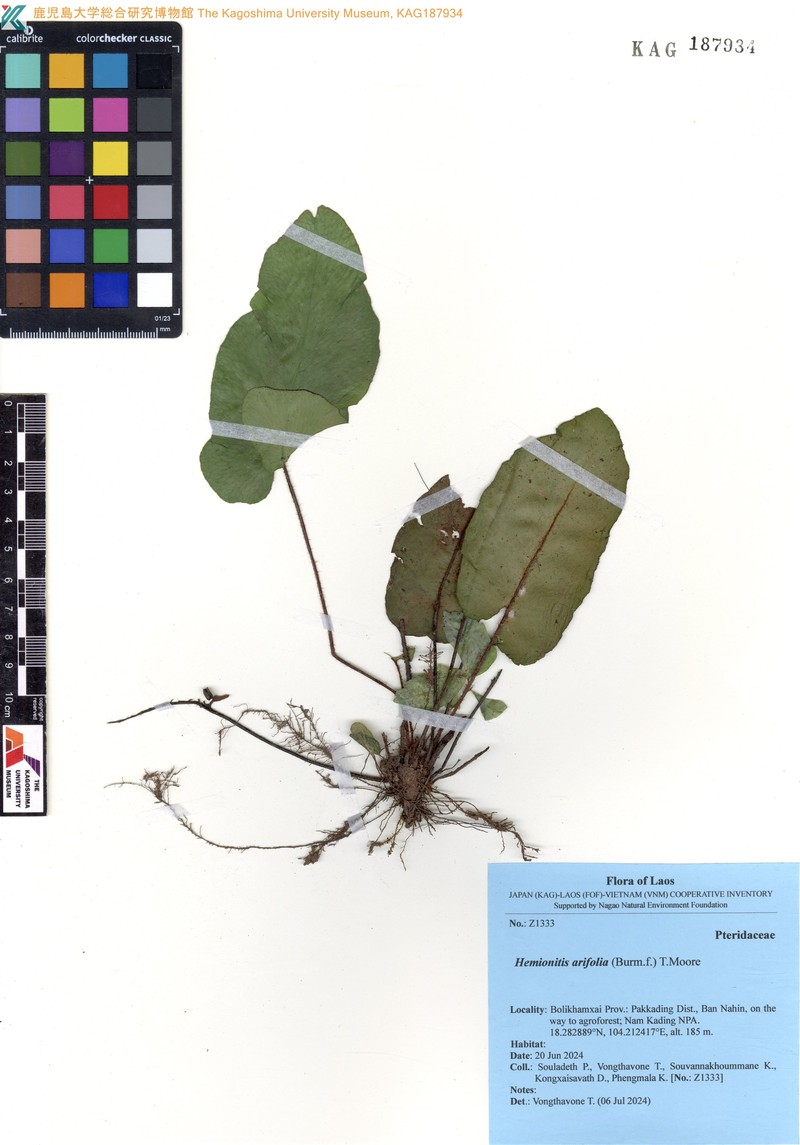 Hemionitis arifolia photo 2