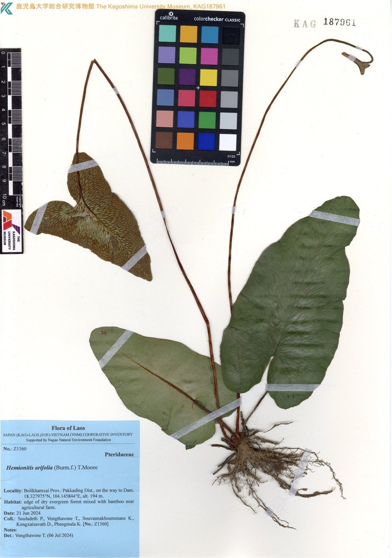 Hemionitis arifolia photo 3