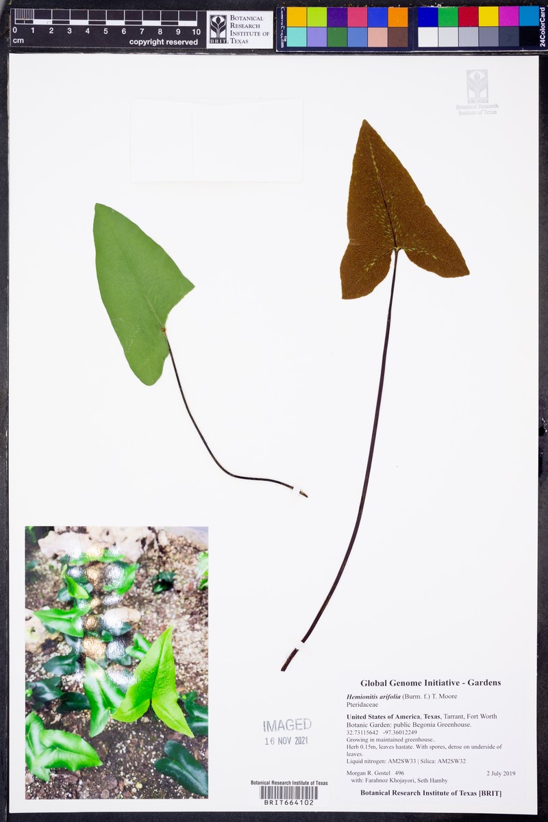 Hemionitis arifolia photo 4
