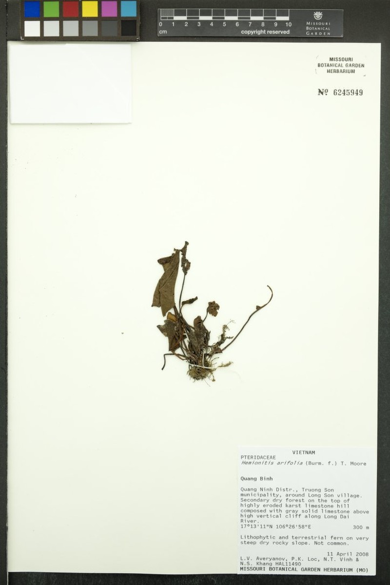 Hemionitis arifolia photo 5