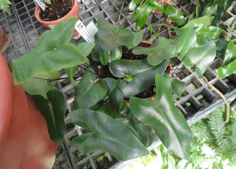 Hemionitis arifolia photo 6