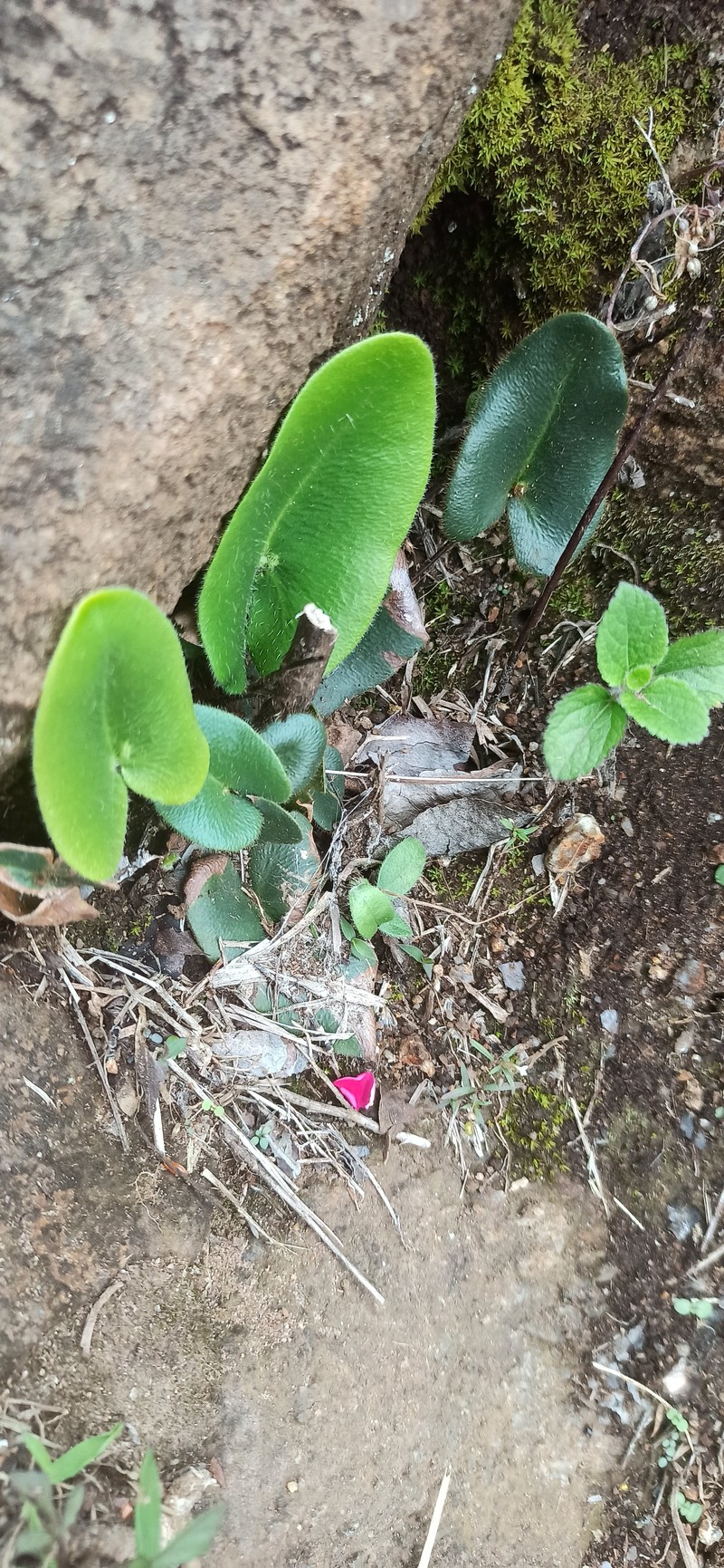 Hemionitis arifolia photo 7