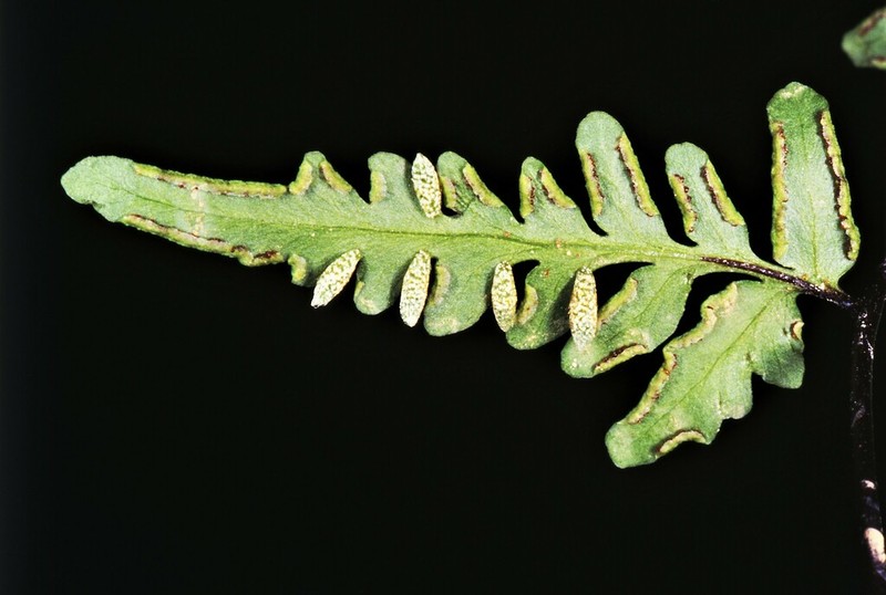 Hemionitis belangeri
