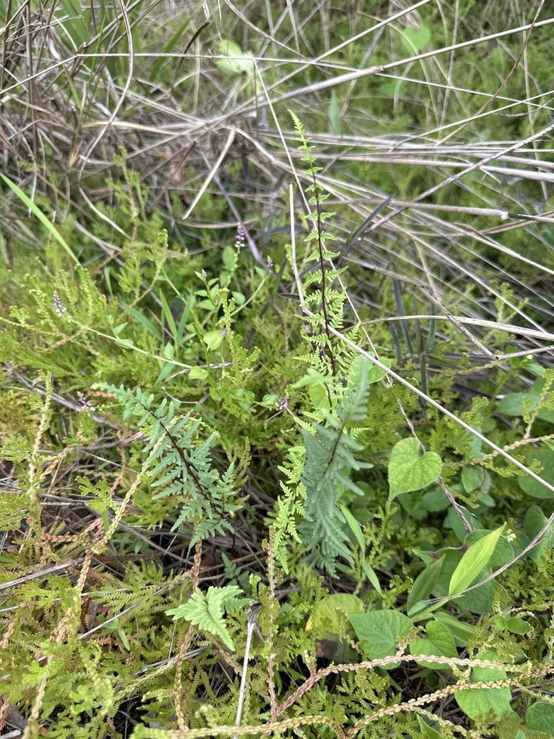 Hemionitis belangeri photo 2