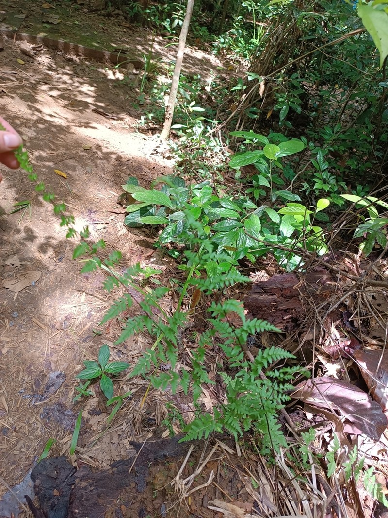 Hemionitis belangeri photo 3