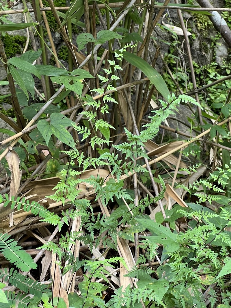 Hemionitis belangeri photo 4