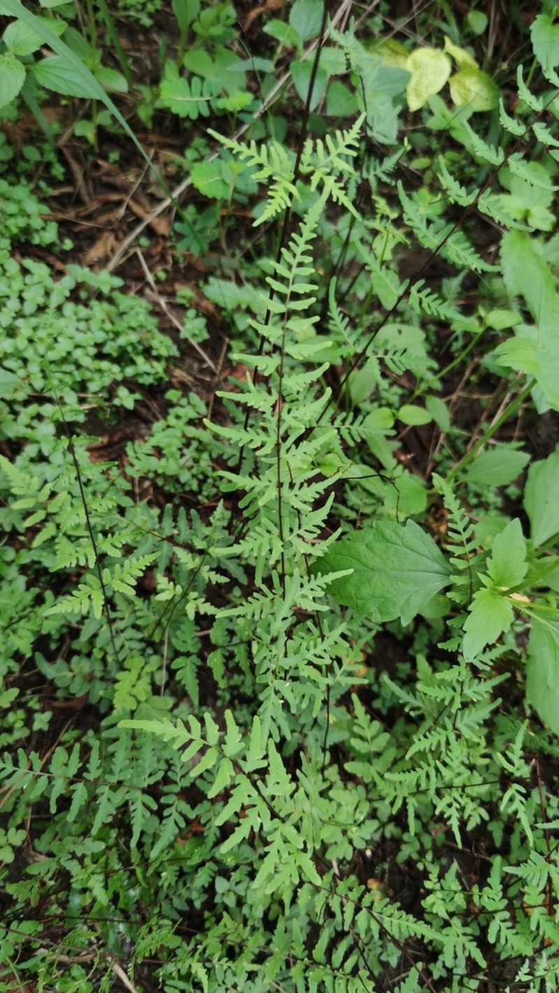 Hemionitis belangeri photo 5