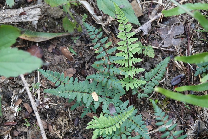 Hemionitis belangeri photo 7