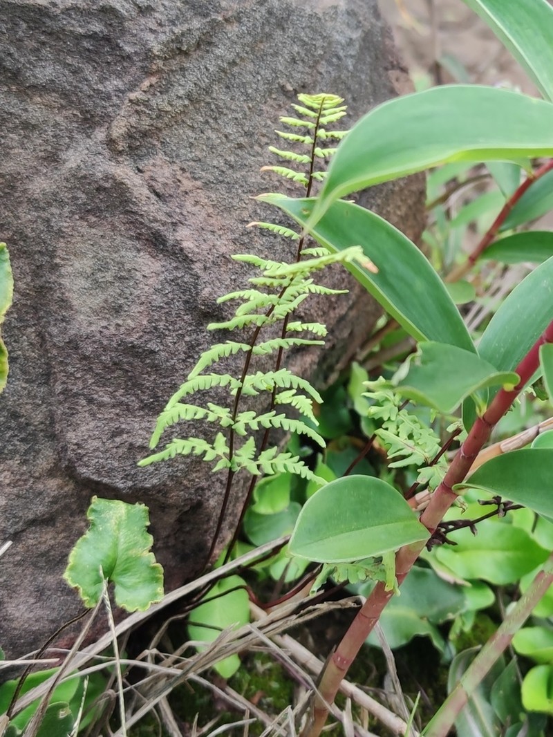 Hemionitis belangeri photo 8