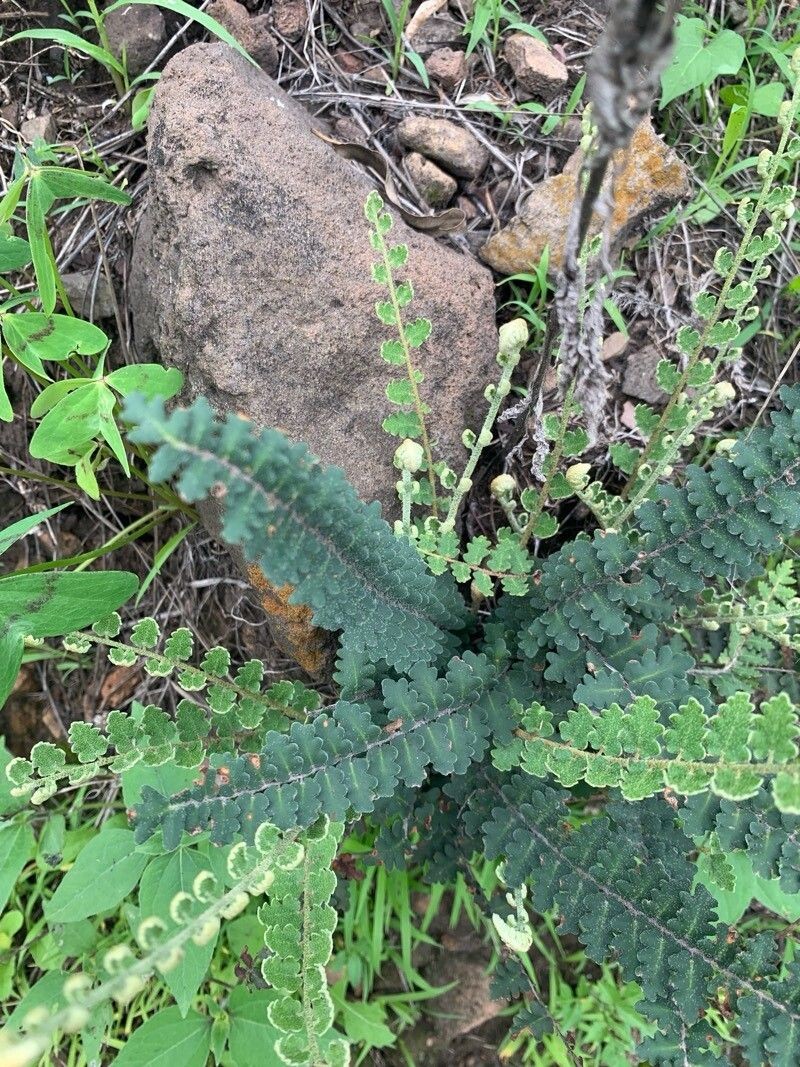 Golden Lipfern