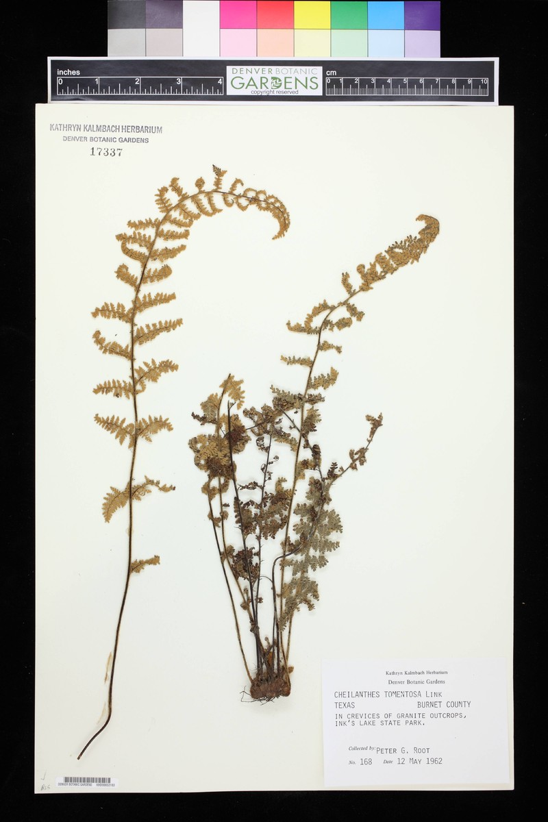 Woolly Lipfern