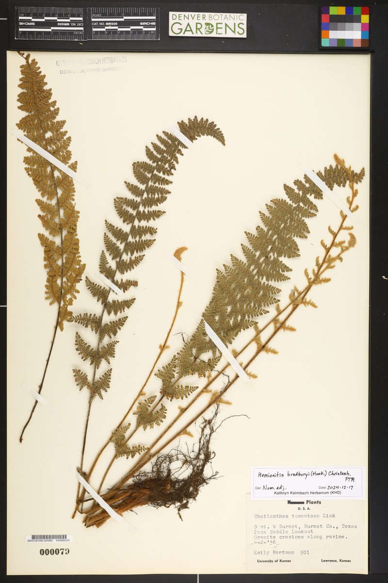 Woolly Lipfern photo 2