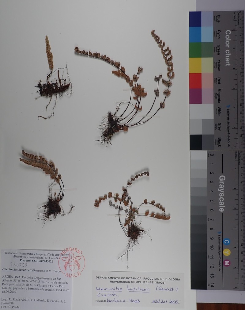 Hemionitis buchtienii