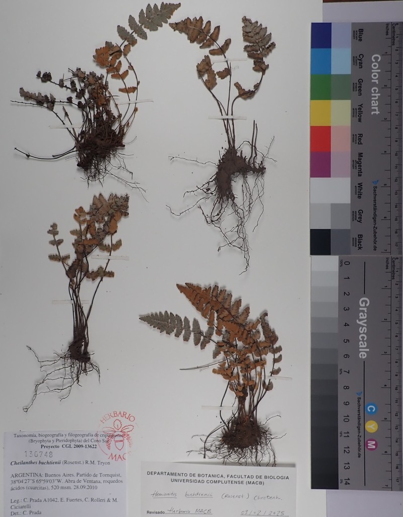 Hemionitis buchtienii photo 2