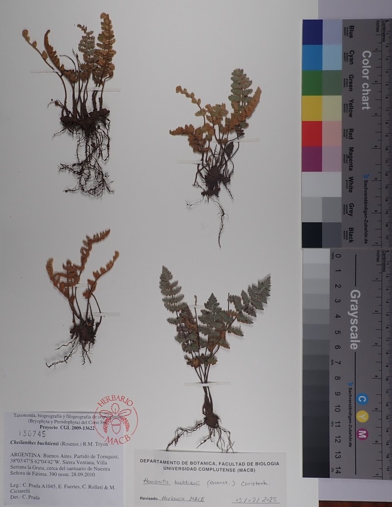 Hemionitis buchtienii photo 3