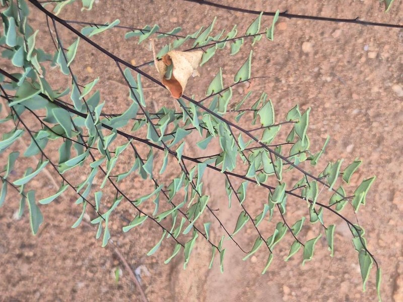 Hemionitis calomelanos photo 2