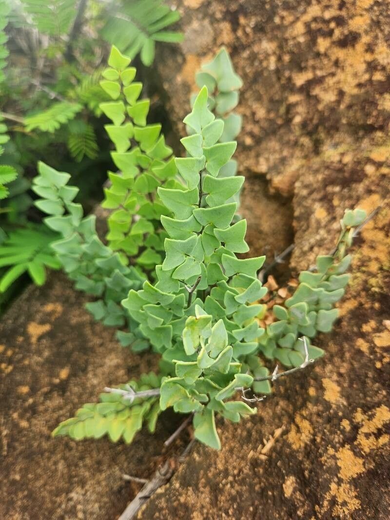 Hemionitis calomelanos photo 3