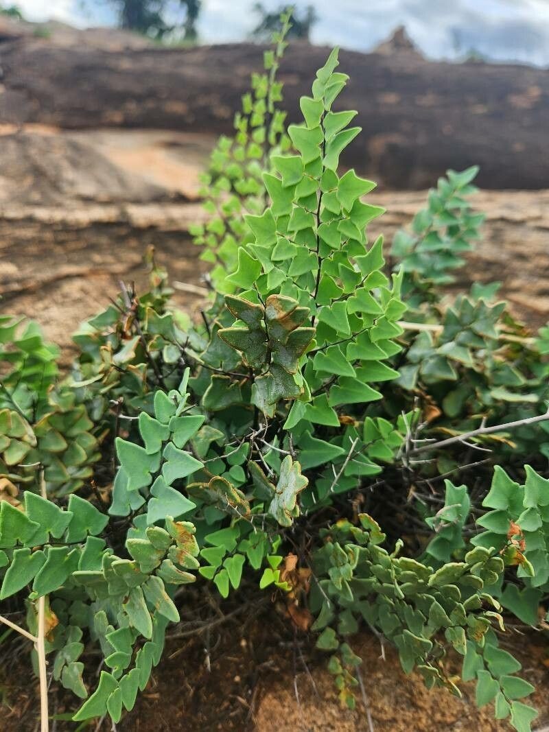 Hemionitis calomelanos photo 4