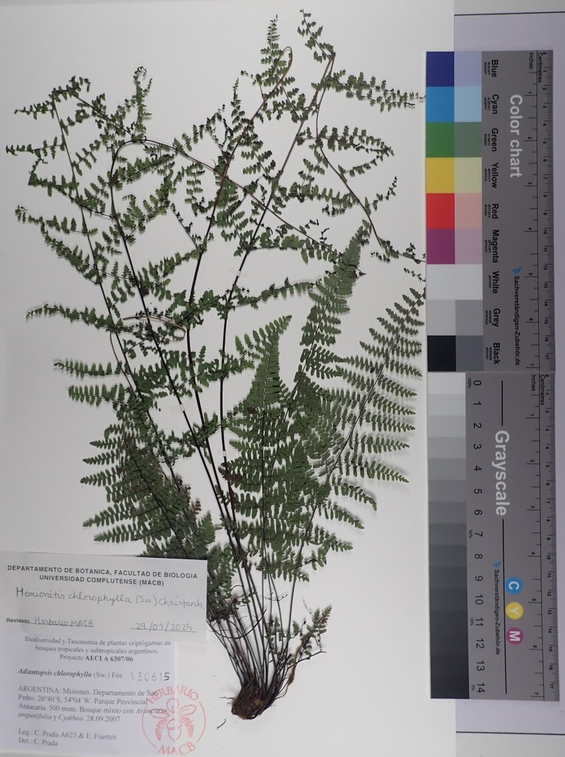 Hemionitis chlorophylla