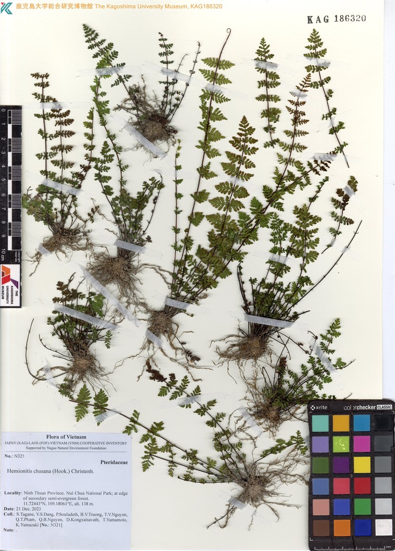 Hemionitis chusana
