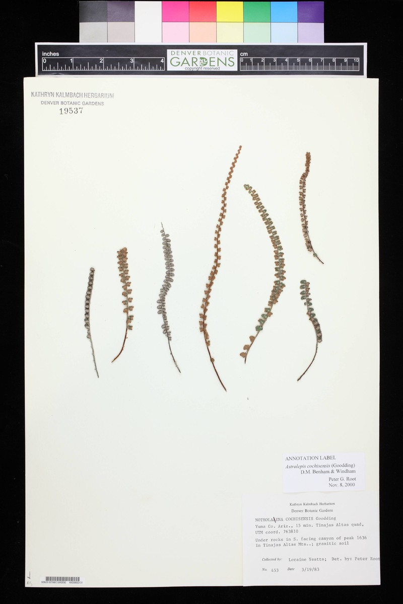 Cochise Scaly Cloakfern