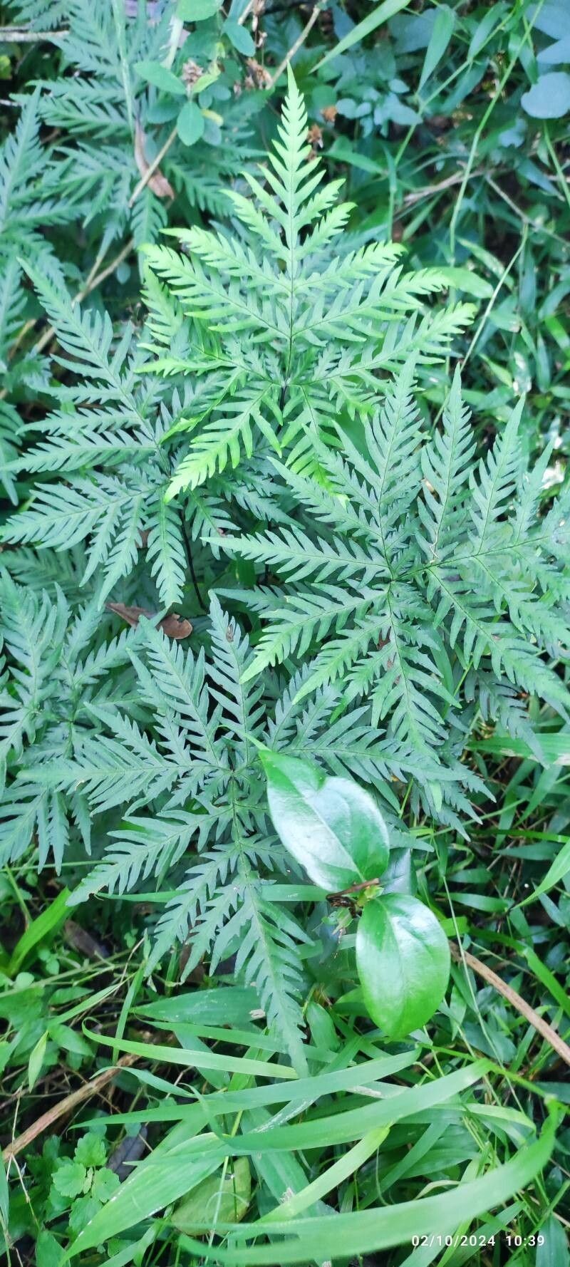 Hemionitis concolor