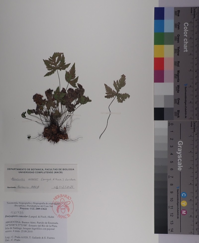 Hemionitis concolor photo 2