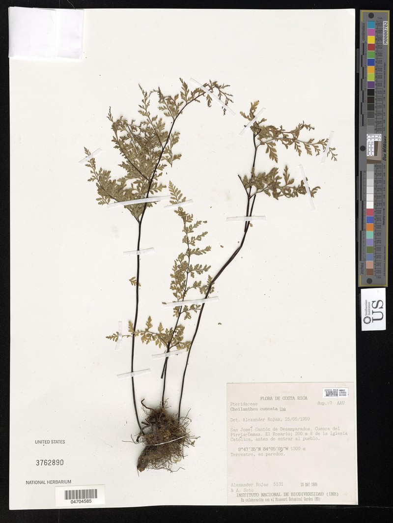 Hemionitis cuneata