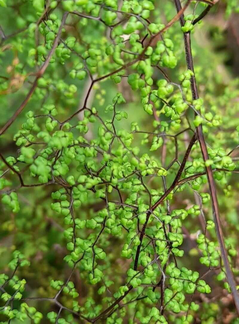 Hemionitis dichotoma