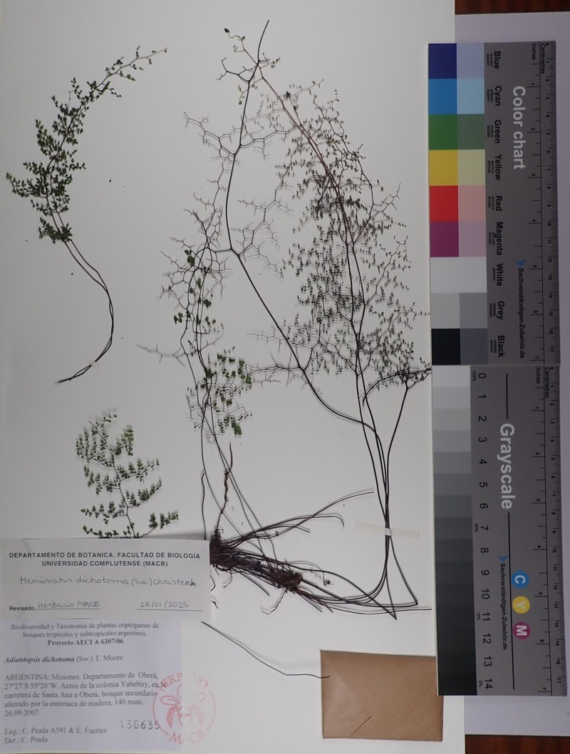 Hemionitis dichotoma photo 2