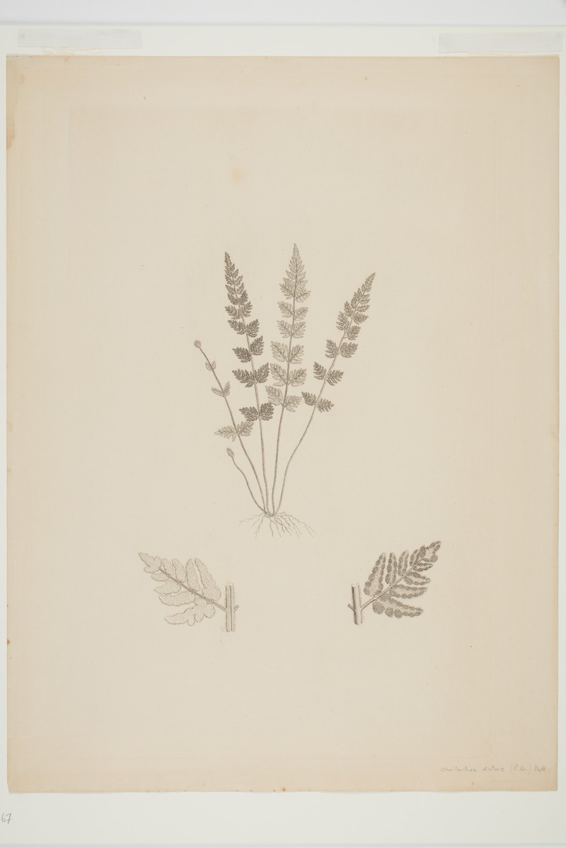 Hemionitis distans