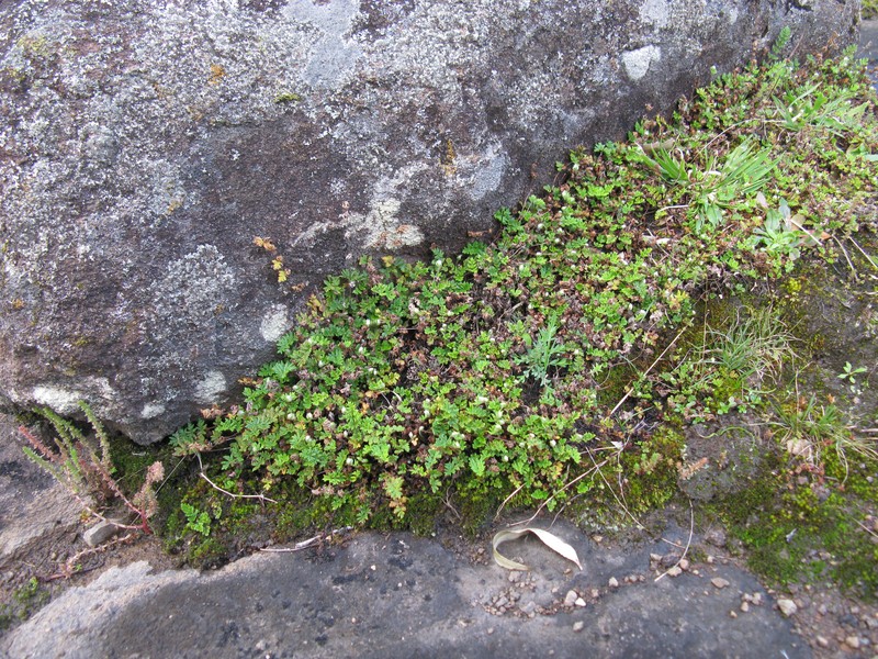 Hemionitis distans photo 2