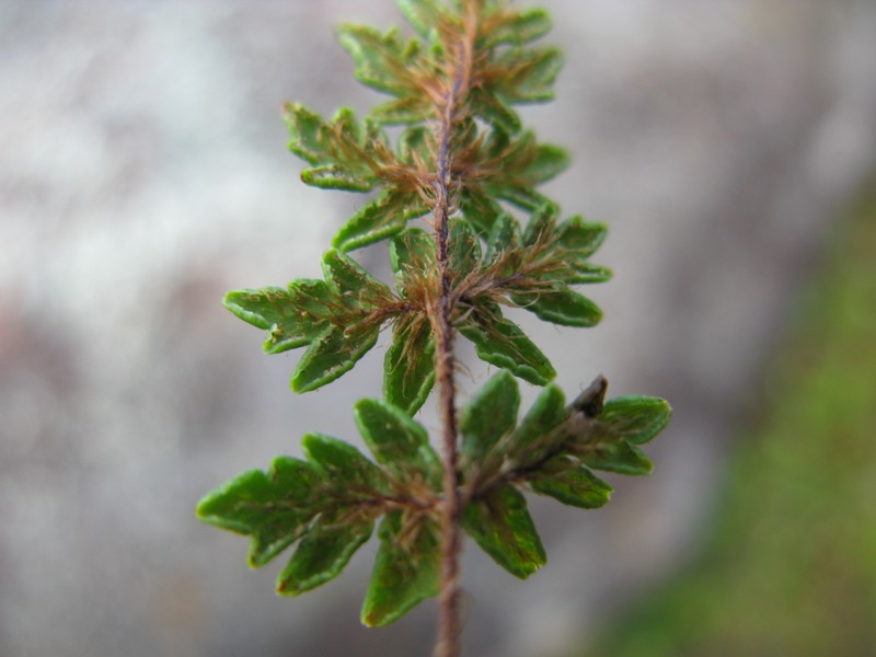 Hemionitis distans photo 5