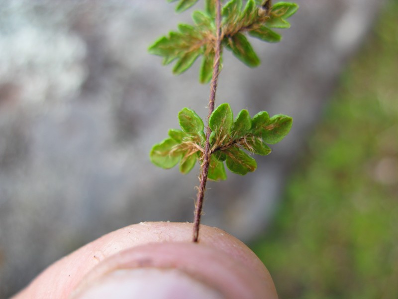 Hemionitis distans photo 6