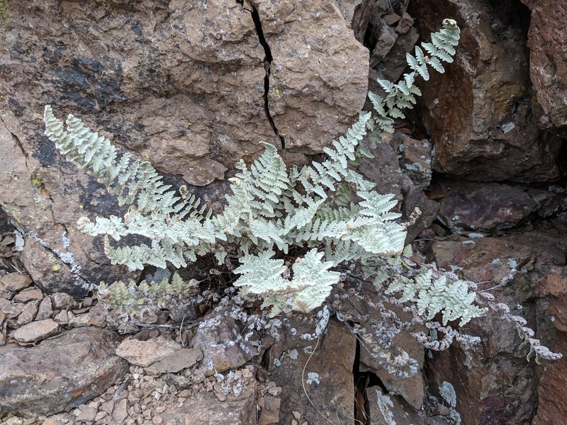 Eaton's Lipfern