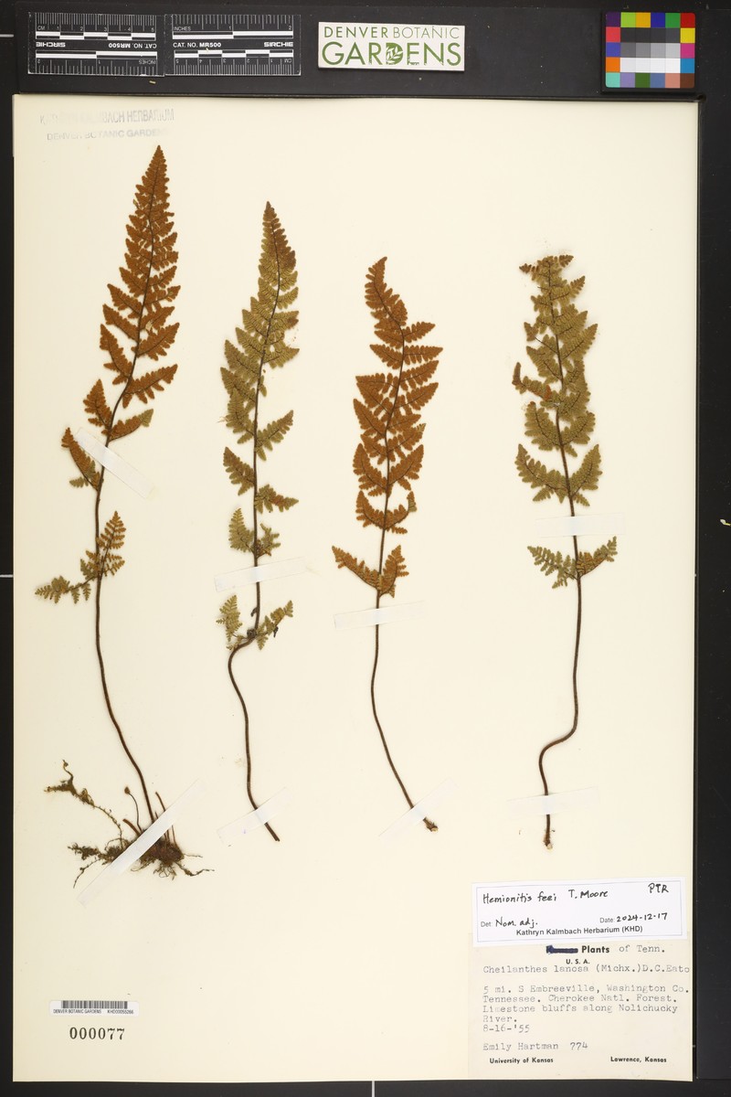 Slender Lipfern
