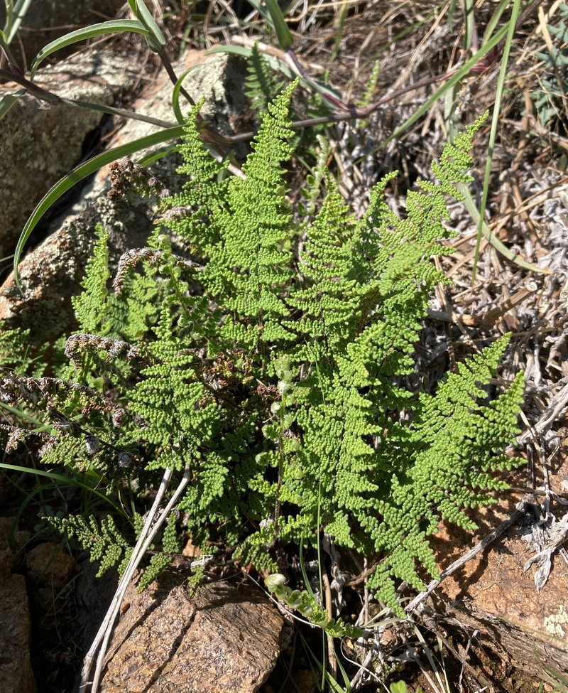 Fendler's Lipfern