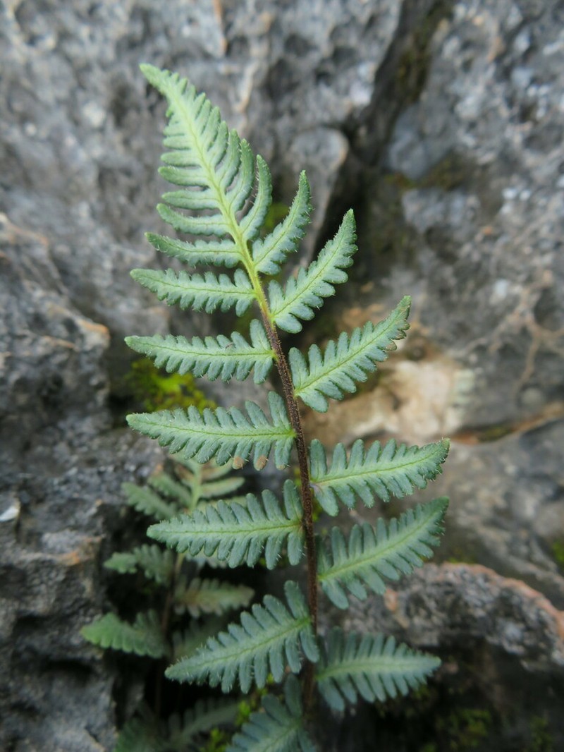 Hemionitis fragilis