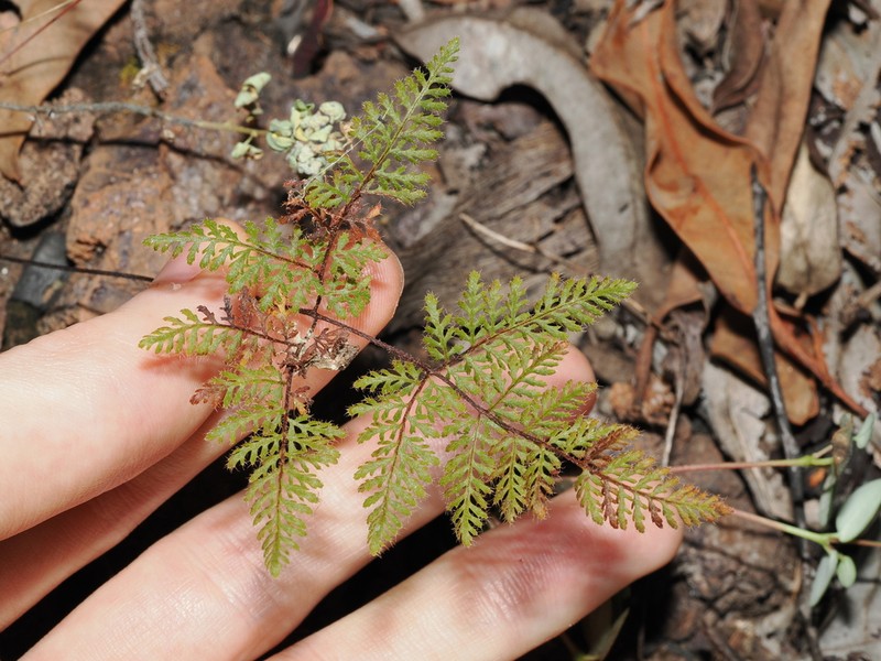 Hemionitis fragillima