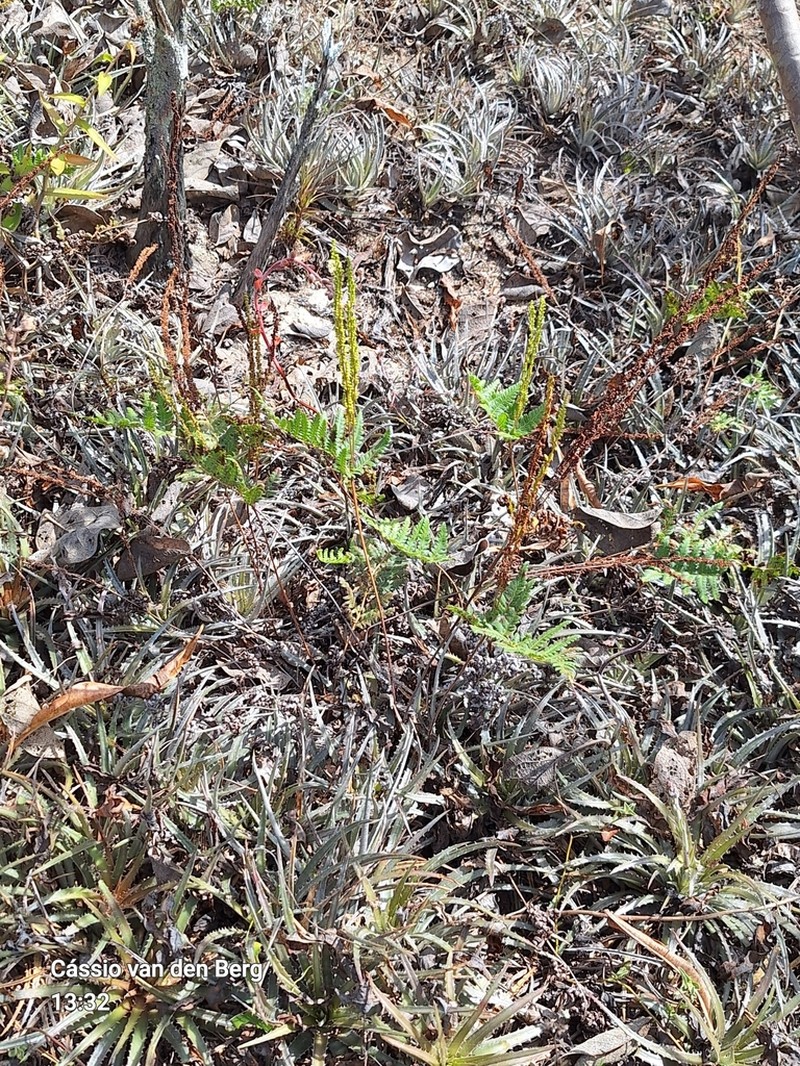 Hemionitis geraniifolia