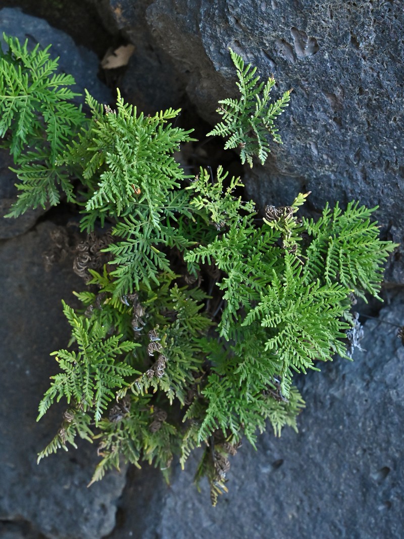 Hemionitis glauca
