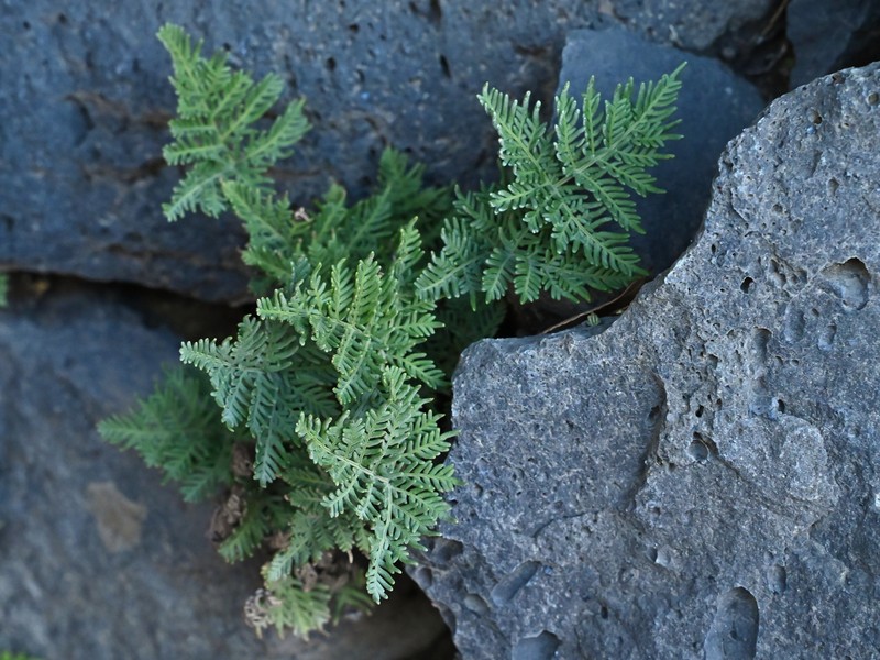 Hemionitis glauca photo 2