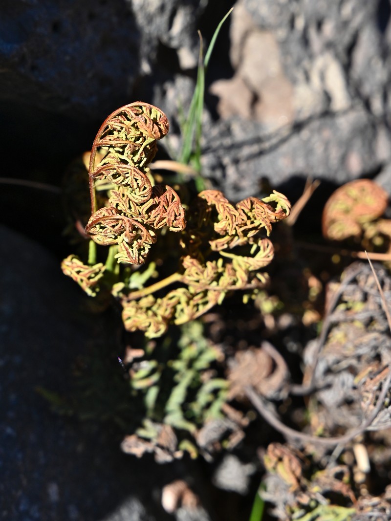 Hemionitis glauca photo 3