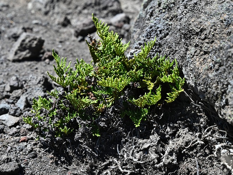 Hemionitis glauca photo 4
