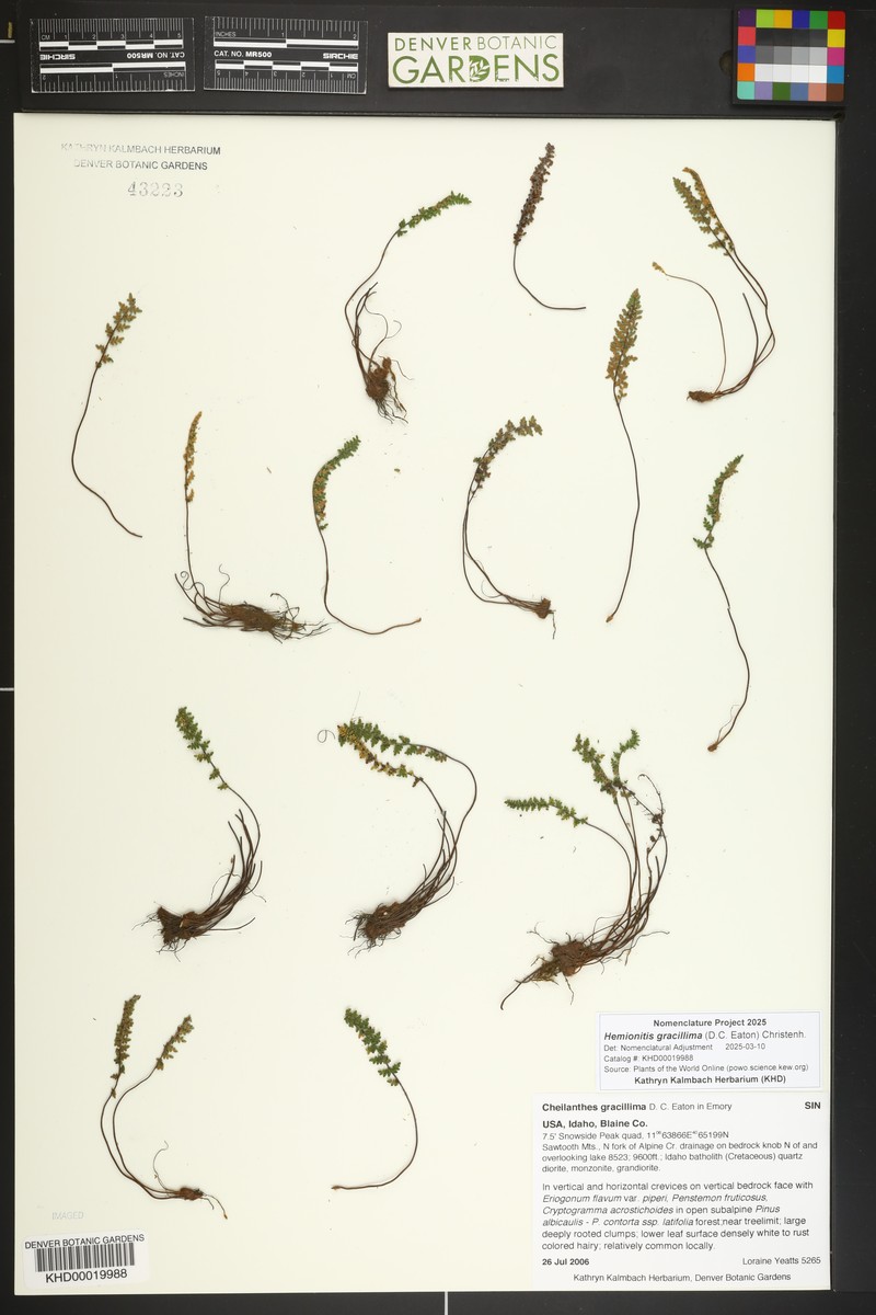 Lace Lipfern