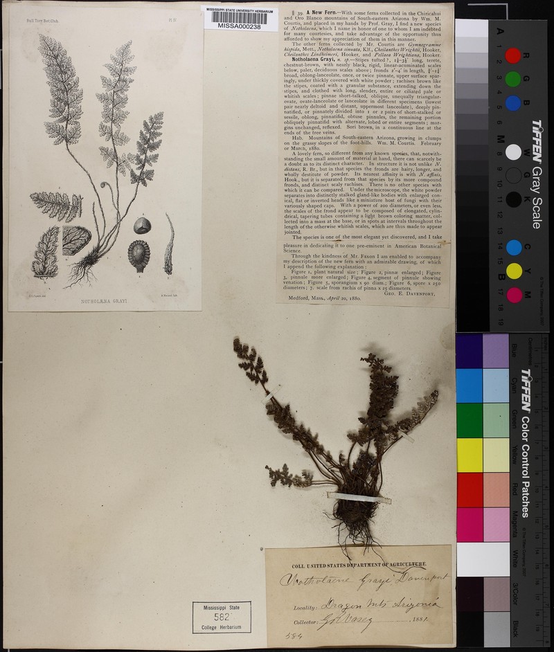 Gray's Cloak Fern
