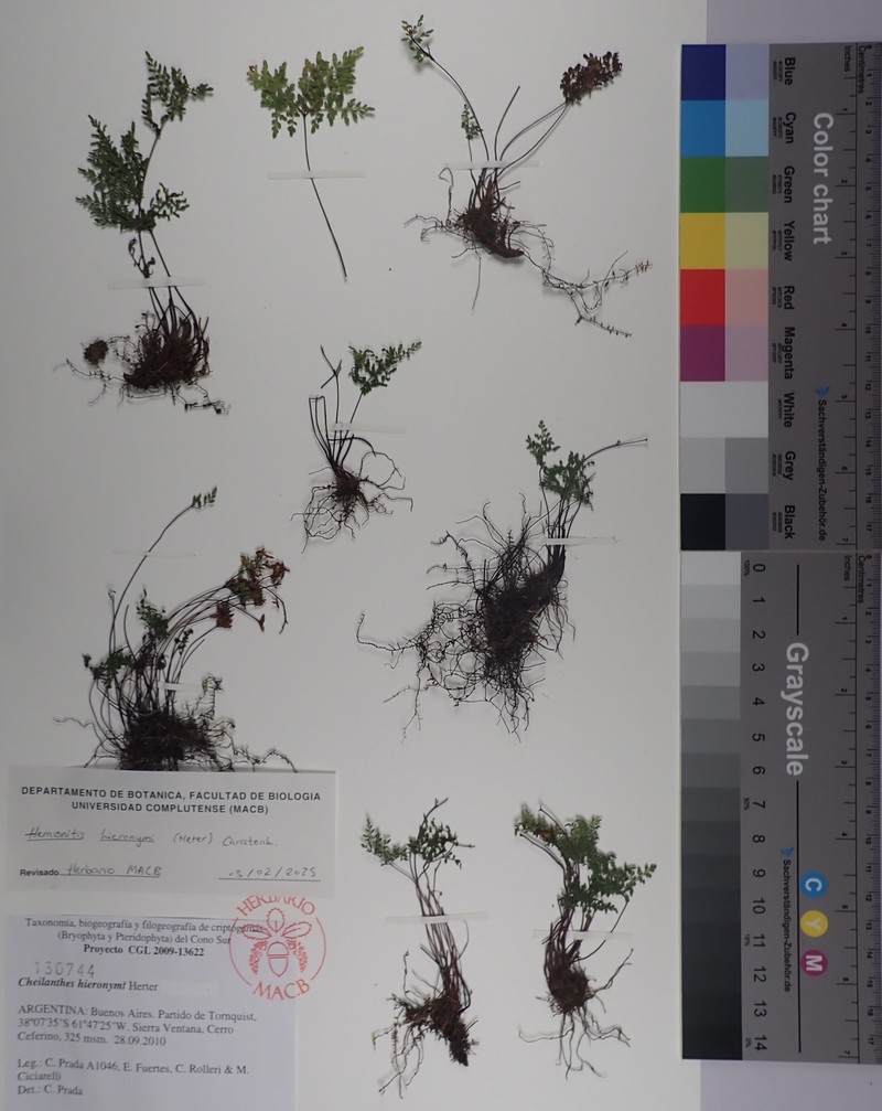 Hemionitis hieronymi